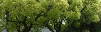 Restricted Trees with in 10 meters