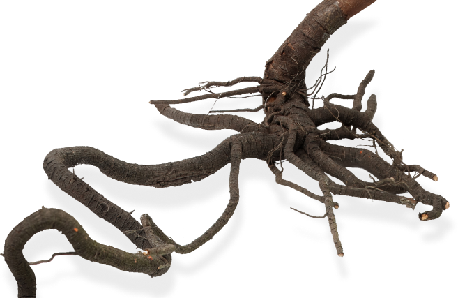 tree root